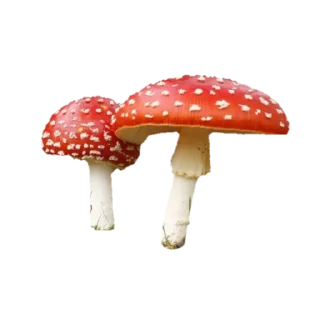 🍄