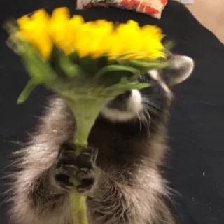🌼