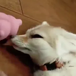 🦊
