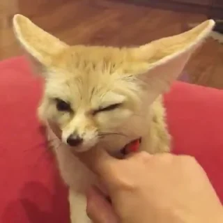 🦊