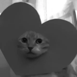 🐈‍⬛️