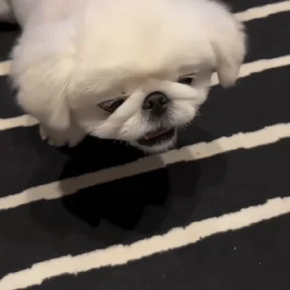 🐶