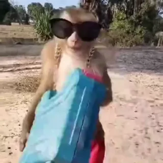 🐵