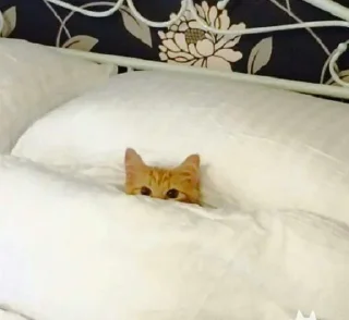 🐈