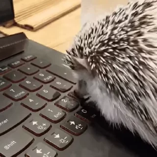 💻