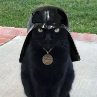 😺