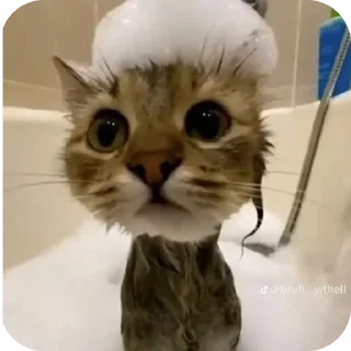 🐱
