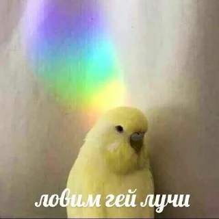 🏳️‍🌈