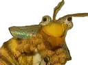 🐝