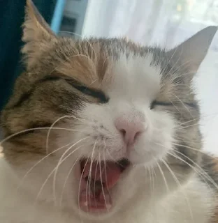 😴
