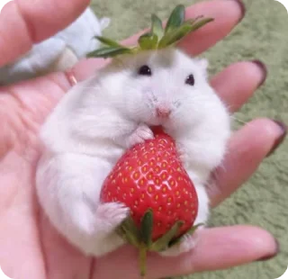 🍓