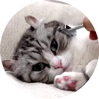😺