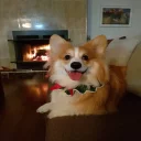🐶