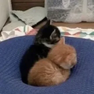 🐈