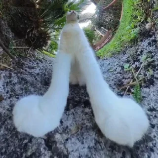 🐾