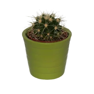 🌵