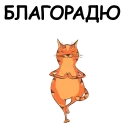 🐱