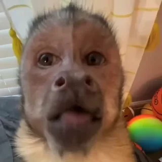 🐒