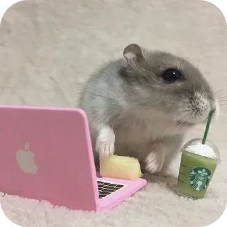 🐱