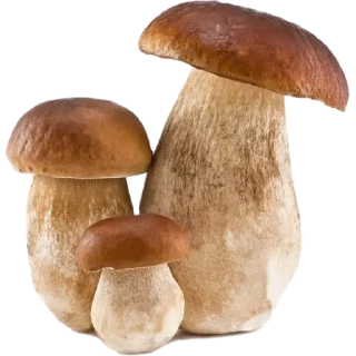 🍄
