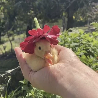 🌸