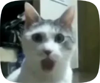 😺