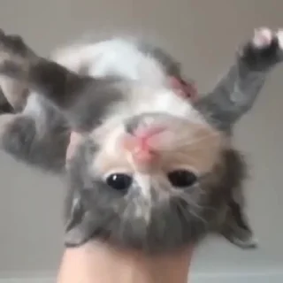 🐱