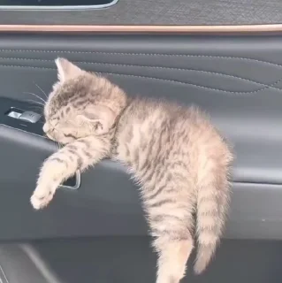 🐱