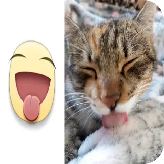 🐱
