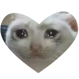 😿
