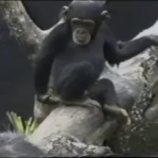 🤙