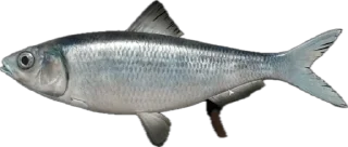 🐟