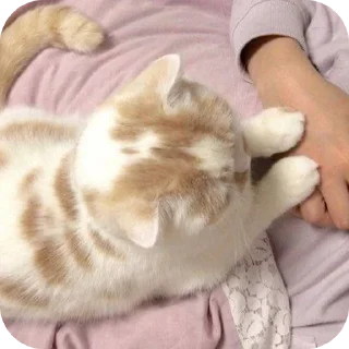 🐱