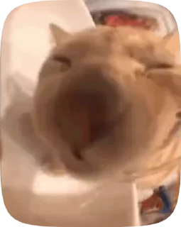 😽