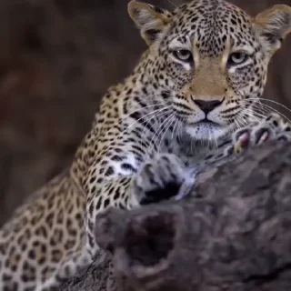 🤩
