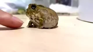 🐸