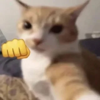 😸