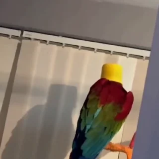 🦜