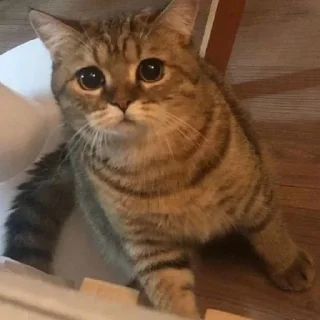 🐈
