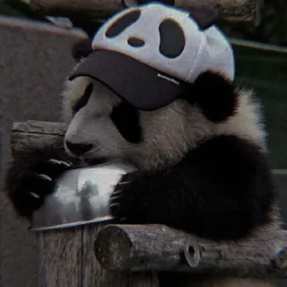 🐼