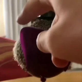 🦔