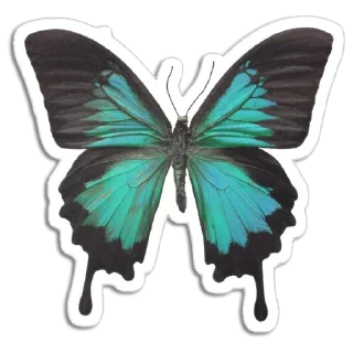 🦋
