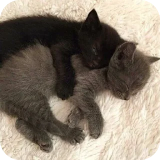 🐱