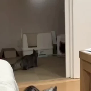 🙀