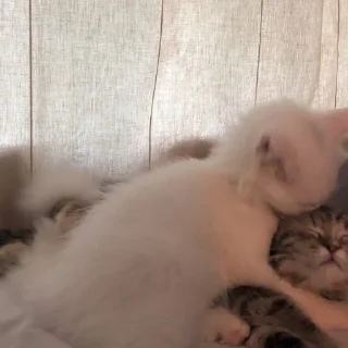 🥰