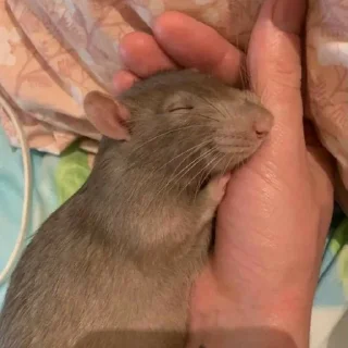 💤