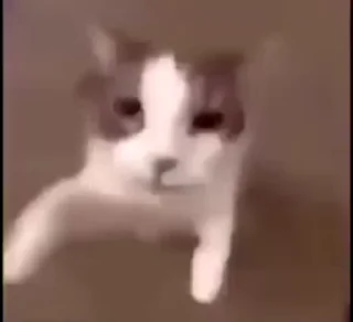 🐱