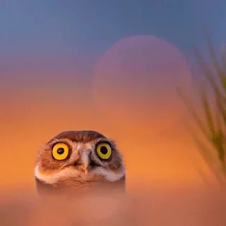 😯