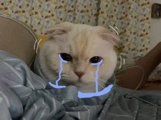 🐱