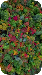 🍁